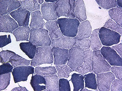 gistologiya-citologiya-veterinarnaya-laboratoriya-poisk-sobaka-koshka.jpg gistologiya-citologiya-veterinarnaya-laboratoriya-poisk-sobaka-koshka.jpg