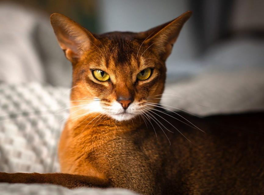 Чем может болеть абиссинская кошка?