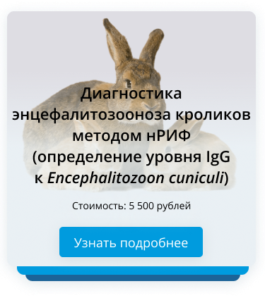 Диагностика энцефалитозооноза кроликов